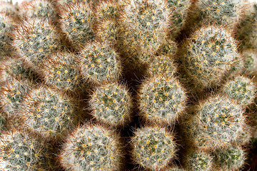 Image showing cactus