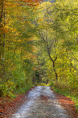 Image showing Autumn path