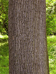 Image showing Oak bark