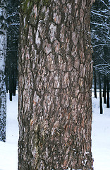 Image showing Pine-tree bark