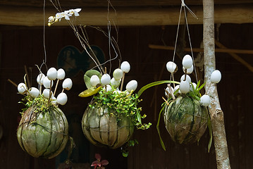 Image showing Hanging Asian houseplants