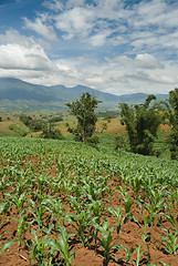 Image showing Tropical young cornfields