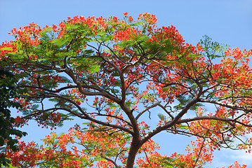 Image showing Blooming red acacia foliage