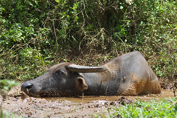 Image showing Asian swamp buffalo