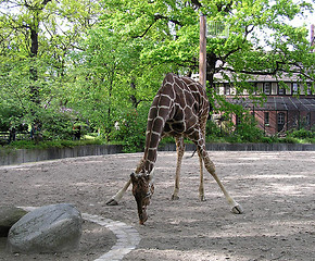 Image showing Giraffe