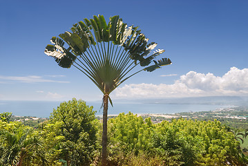 Image showing Ravinala palm over tropical bay