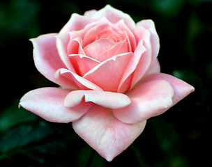 Image showing Perfect Rose