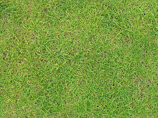 Image showing Green grass