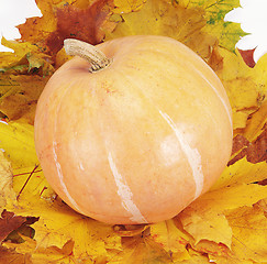 Image showing pumpkin on leaf