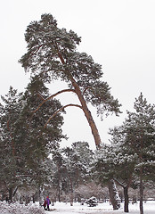 Image showing Pine-tree