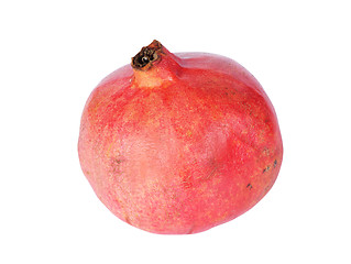 Image showing Pomegranate