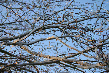 Image showing winter tree