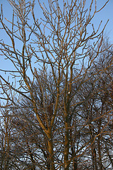 Image showing winter tree