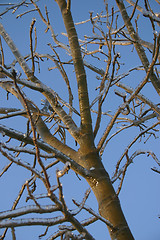 Image showing winter tree