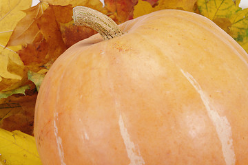 Image showing pumpkin on leaf