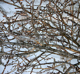 Image showing winter tree