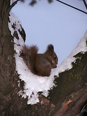 Image showing Squirrel 1