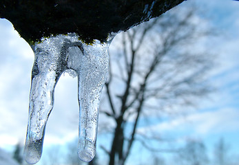 Image showing Icicle