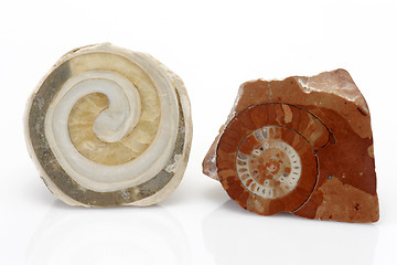 Image showing Fossils