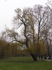 Image showing Autumn willow