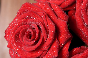 Image showing  red roses 