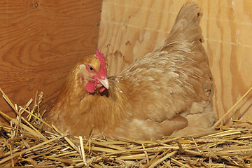 Image showing Buff Orpington chicken hen on straw nest.