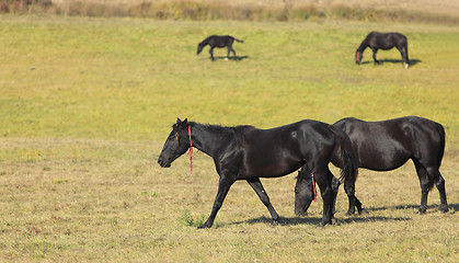 Image showing Horses