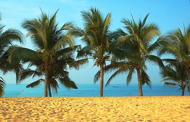 Image showing Palmas and ocean.