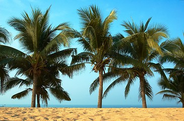 Image showing Palmas and ocean.