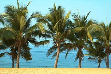 Image showing Palmas and ocean.