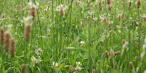 Image showing Meadow