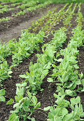 Image showing Green peas growing in planting bed