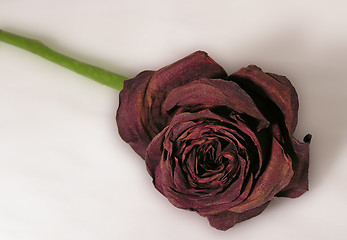 Image showing withered red rose