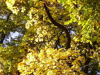 Image showing Summer in Oslo