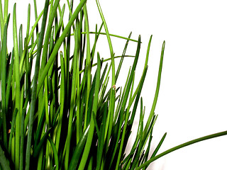 Image showing chive