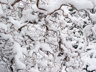 Image showing Winterbush