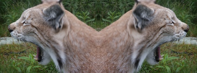 Image showing Lynx portrait