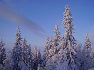 Image showing Winterwald,Winterwood