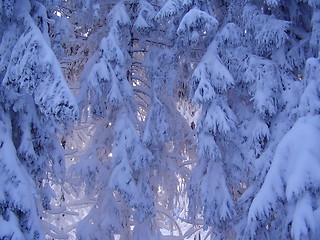 Image showing snowy Wood