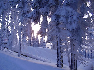 Image showing snowy winterwood