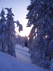 Image showing snowy winter wood Norway