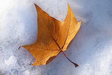 Image showing maple leaf in wintertime 