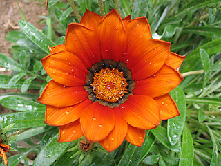 Image showing orange flower