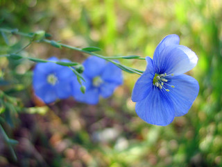 Image showing blue flower