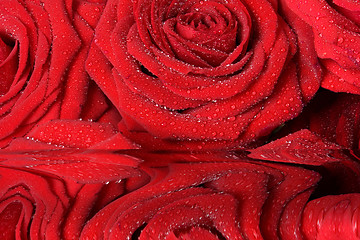 Image showing  red roses 