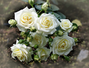 Image showing white roses