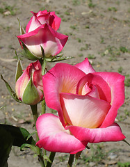 Image showing red mix rose