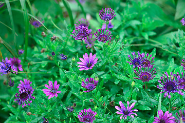 Image showing Flowers.