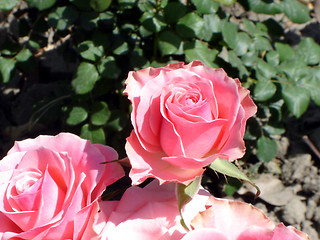 Image showing Rose pink