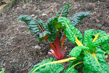 Image showing Silver beet.